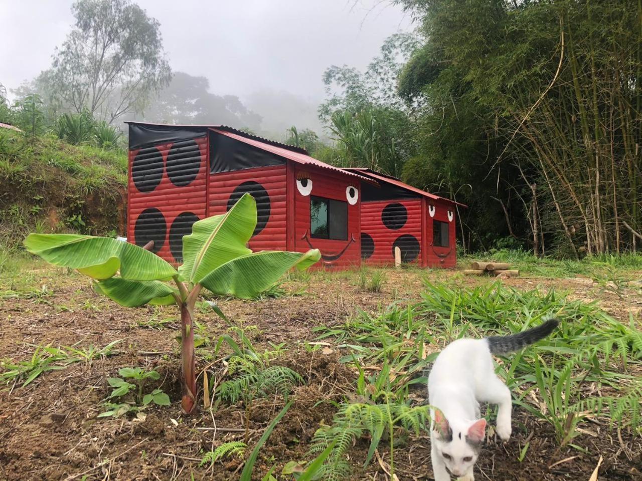 Miradores Del Oso Perezoso Minca Bagian luar foto